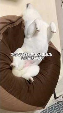 Here's what the Shiba Inu looked like 5 minutes before the pillow was inserted...🤣 #shorts #Shiba...