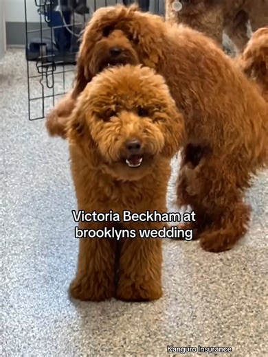 Spicing up the reception 🕺🐶 #nicola #victoriabeckham #brooklynbeckham #beckham #fyp #funnypets #foryou #wedding#thebeckhams