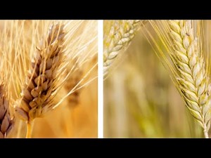 Separating the Wheat from the Chaff