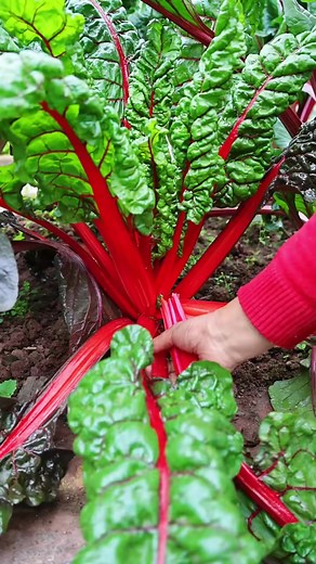 1.4M views · 10K reactions | Does Your Vegetable Garden Has Swiss Chard? #swisschard #rainbowlettuce #vegetablegarden #reels #fbreels | Pann Sophak | Facebook