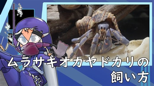 ムラサキオカヤドカリの飼い方【アクアリウム】