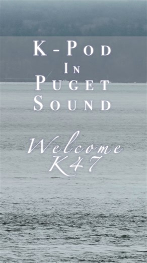 Welcome K47! The Center for Whale Research announced the official designation for the new K-Pod calf today, with the mother still to be officially confirmed based on future encounters. It’s been most strongly associating with K36 thus far but other reproductive females have also been in close attendance. Here’s a short video clip of Ks exiting Puget Sound yesterday, filmed by Jason Shields. Can you spot the tiny dorsal fin of the calf? 😍 It surfaces three times in this clip! Vocalizations are o