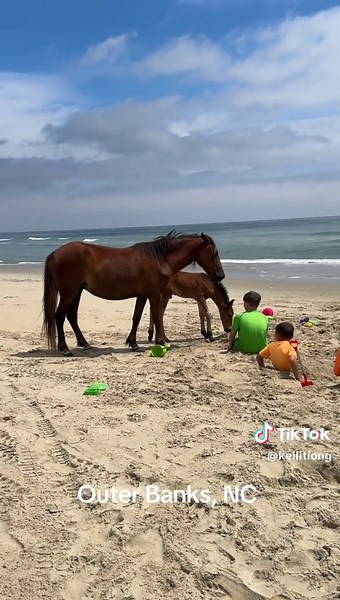 We absolutely love the Outer Banks and today the horses came right up to the kids playing in the sand 🐴 🏖️ #outerbanks #wildhorses #beach