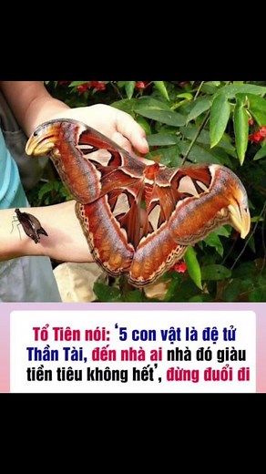 Discover the Beauty of a Colorful Moth in Nature