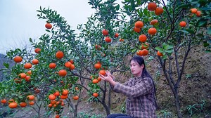 521K views · 774 shares | 橘红，一种山橘子加开水变成的美食 How to Extract the Shining Orange Color with Boiling Water? 我们镇上有一片果园，种着一种颜色很鲜艳我却叫不出名字的桔子，试着做成了橘红和Q弹软糖 There is an orchard in our town planted with unknown species of oranges with bright color. I tried to extract the color out of it and make some soft candy. #Longmeimei #orange #fruit | 龙梅梅Longmeimei | Facebook