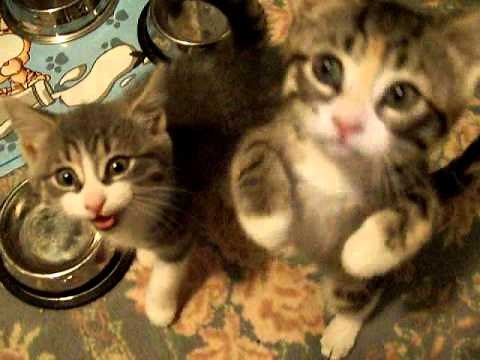 FUNNY KITTENS MEOWING FOR FOOD