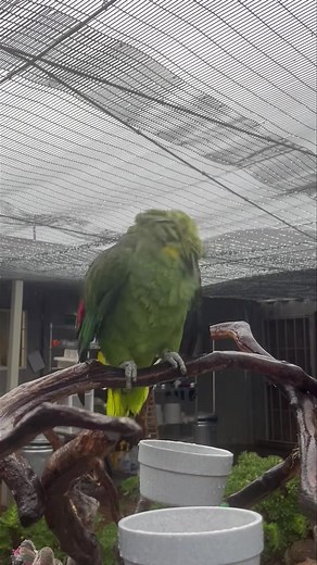 It's raining? In Southern California?? Well, it's a good thing our parrots see rain as the perfect opportunity for a shower, courtesy of Mother Nature! #socalparrot #parrotrehabilitation #wildliferehabilitation #wildliferehab #wildlife #wildparrots #parrots #amazonparrots #redloredamazon #socal #sandiego | SoCal Parrot