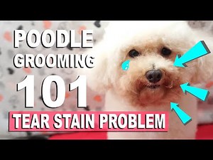 HOW I GROOM MY TOY POODLE :Tear Stain Routine | Poodle Mom