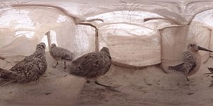 Every spring tiny shore birds called red knots arrive at the Delaware Bay from South America just as horseshoe crabs come onshore to spawn. The bird and crab numbers have plummeted in recent years. An international group of experts, known as the Delaware Shorebird Project, is working to save and protect both species. | USA TODAY