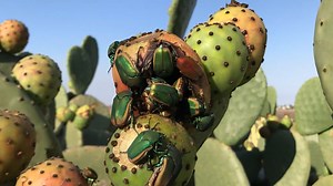 🪲 If you've seen some buzzare beetles this summer, you're not alone! Figeater beetles, seen here enjoying the ripe fruit of a prickly pear cactus at Upper Newport Bay Nature Preserve, tend to bump into trees, windows and people. 🪲 Their erratic and sometimes startling flight pattern is due to their large relative size and weight, and their brightly colored outer wings (elytra) don't move to make room for their hind wings to fly. This makes them a lot less agile than other beetles who lift thei