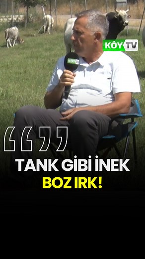 817K views · 9.6K reactions | Tank Gibi İnek Boz Irk! Yeni Nesil...