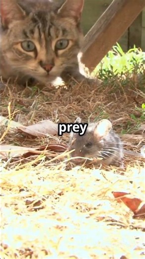 What Makes Your Cat FREEZE and Stare at Nothing?