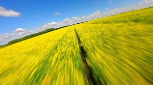 Immersive fast FPV drone flight over blooming yellow rapeseed fields under clear summer sky. Perfect for agriculture, dynamic motion, and seasonal concepts.