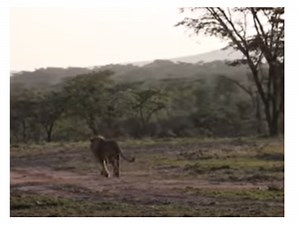 WATCH: A crocodile steals a kill from a lion pride [VIDEO]