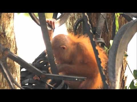 Baby orangutan Joss making a good recovery at IAR's Orangutan Centre