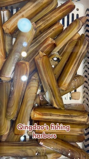 Qingdao is a charming coastal city in eastern China, known for its beautiful seaside scenery. And when you're here, fresh seafood is an absolute must-try. It's not just a daily stop for locals to shop for groceries, but also a great place for visitors to dive into the city's lively, down-to-earth culture. As we celebrate the Chinese New Year, let's step into Tuandao Market to feel the festive spirit unique to Qingdao! #Qingdao #ChineseNewYear #Seafood #ChinaTravel | HustleBustle_China