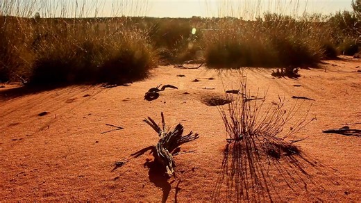 11K views · 274 reactions | What seems like a spiky and dreadful lizard, proves itself to be an amazing example of God’s design. Living in extreme conditions, the thorny devil lizard has to have extreme abilities. Investigate this specialized little lizard and how its design is perfectly suited to its needs. | Apologetics Press | Facebook