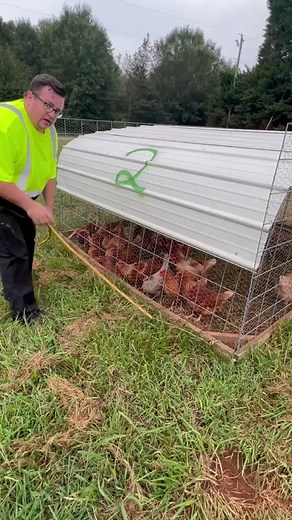 We move these our chickens each and every day. They get so excited to forage on new grass. They find crickets, grubs, grasshoppers, and many other wonderful treats. We have a lot of aerial predators in my area, so we choose to keep them in tractors. By moving them everyday, we can control where they fertilize and keep them safe. #chicken #pasturedpoultry #homesteadersofamerica #chickentractor #groweatrepeat #dailychores #simplelife #gettingbacktoourroots #america #oliver #tips #hack #diy #happy 