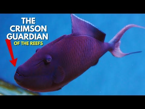 THE CRIMSON GUARDIAN OF THE REEFS: The Red-Toothed Triggerfish - Odonus niger