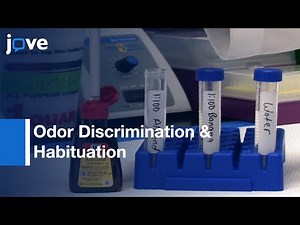Testing For Odor Discrimination & Habituation In Mice l Protocol Preview