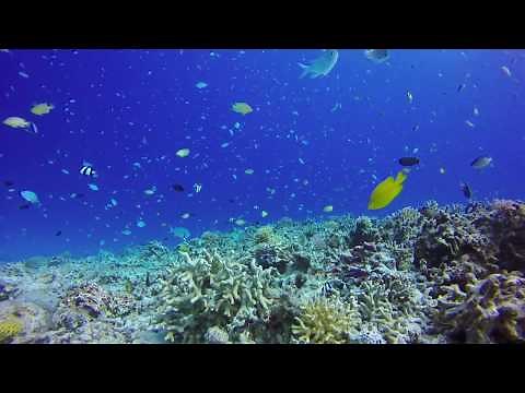 ケラマの海 水中ムード動画