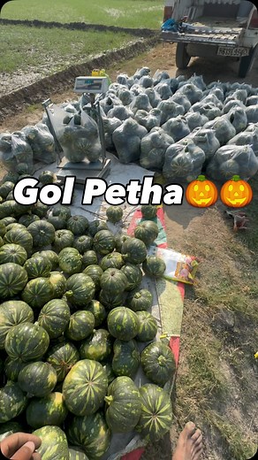Peli tudai 🎃❤️ #punjab #farming #punjabi #thindfarms #thind #pumpkin #petha #harvesting #kheti #khetibadi | Thind Farms