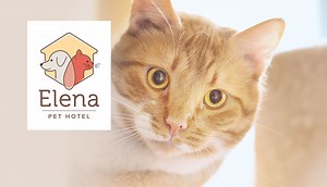 Logo & design for pet hotel
