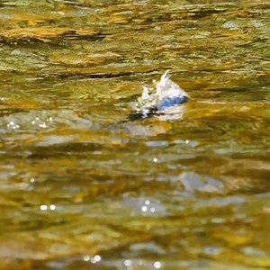 Hands up if you've done this! No love on the dry fly so you add a dropper nymph and expect it to get eaten - so you're watching for the dry to drop. Instead the damned fish explodes on the dry fly and you rip... and miss, of course. Yuuuup. 'Bout right. 🤪 | Jensen Fly Fishing