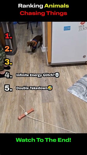 Ranking Animals Chasing Things 🐾💀 (Pure Chaos)