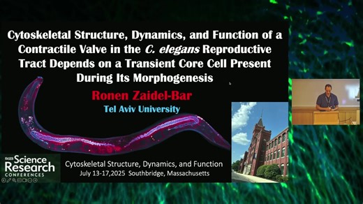 Cytoskeletal structure, dynamics, and function of a contractile valve cell in the C. elegans reproductive tract depends on a transient core cell present during its morphogenesis | FASEB Conferences On-Demand