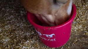 20K views · 97 reactions | Slobber is een heerlijk winters kostje voor je paard! Maar hoe maak je nou een goede slobber 樂 met warm of met koud water, wat zijn de juiste verhoudingen en waar is het eigenlijk goed voor? Onze partner Pavo Paardenvoer legt het in deze video uit. Dat wordt smullen‍! | KNHS Paardensport | Facebook