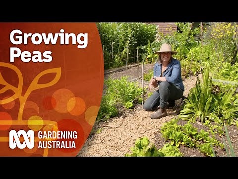 How to propagate peas and prevent pests | Gardening 101 | Gardening Australia