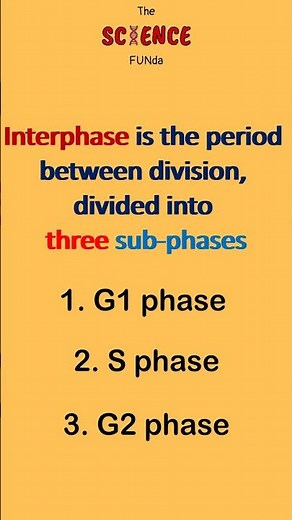 Phases of cell cycle | Cell cycle | Developmental Biology | The Science Funda