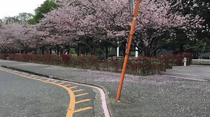 Nikon D3100 review samples