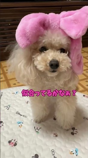 自分のセンスに自身を持ってる犬【ヘアバンドの被り方】#shorts