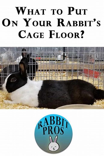 What Do You Put On The Bottom If A Rabbit Cage?