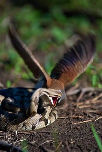 snake eating bird