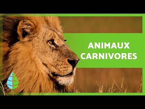 Quels sont les ANIMAUX CARNIVORES 🐻🐧 (Définition, Types et EXEMPLES)