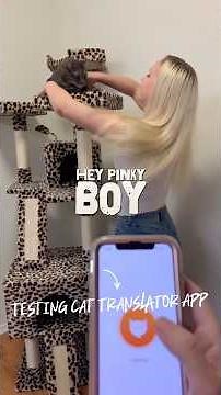 How to talk to a cat? I use a cat translator #cat #translator #talk #app #funny