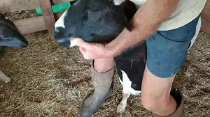 A little educational video on Famacha scoring of our sheep flock and our worming program. | Thames Farm