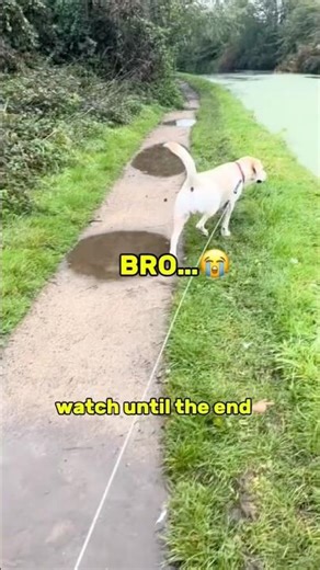 Dogs That Made My Day 😭 #funny