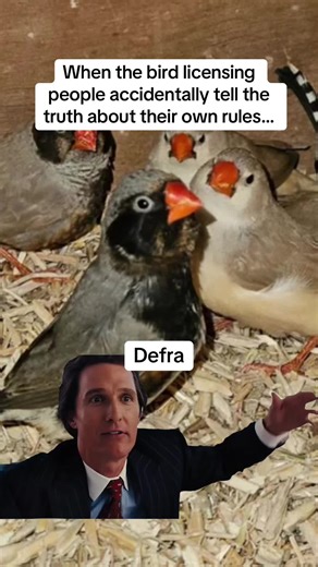 When you actually sit down and listen to the people behind the new bird licensing proposals, you start to realise how little logic there is behind it all. This meme pretty much sums up how a lot of bird keepers feel right now — confused, frustrated, and wondering where the real evidence is. Licensing pet birds, budgies, parrots and aviary birds sounds simple on paper, but in reality it raises huge questions about welfare, enforcement, small breeders, and everyday hobbyists. Are these rules reall