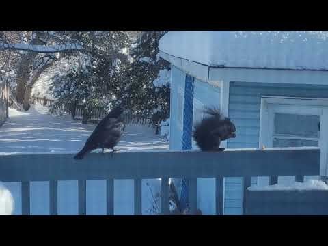 SQUIRREL VS CROW #animals #crows #birds #wildlife