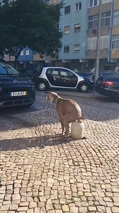 71K views · 2.5K reactions | If you take 30sec to pick up your dog's poop (let's say he poops 3 times/day) So 90sec per day. Over 9 years i spent 81hours or 3,4 days catching Pó's poop... That's way too much time  i am not even counting Broa. Dog owners spend more time picking up poop than kissing for example (unless you give 90sec kisses and that is even weirder 﫣) #pódarroz #póandbroa #dog #doglovers #broademel #podarrozweimaraner #instagram | Pó D'Arroz | Facebook