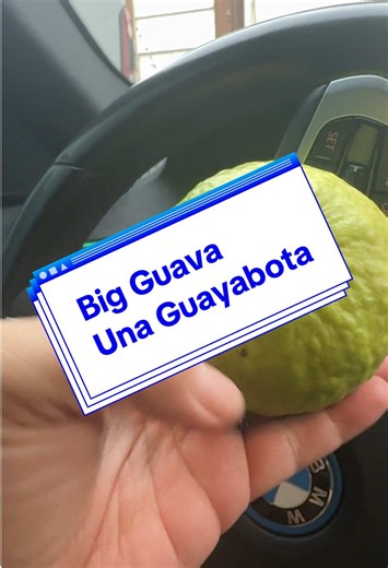 I grew up eating guavas and I love them.. yo crecí comiendo guayabas y me encantan. #yummy #guava #fruit #grateful #blessed
