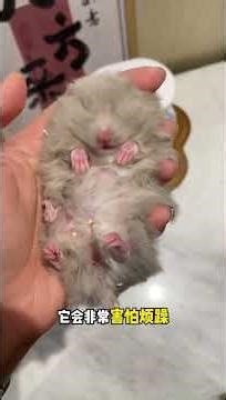 Top 5 Annoying Habits of Hamsters: Are You a Victim