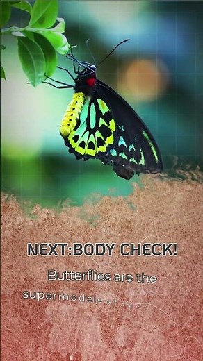 Moth Vs Butterfly #moth #butterfly #insects #bugs