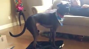 202 reactions · 15 shares | Remote control snake sneak attack. #anticippointment KY3 | Maria Neider | Facebook