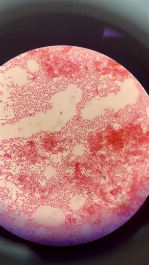 Esto vive dentro de tu sangre… 😳🔬