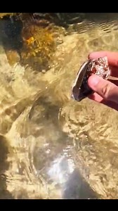 6.6K reactions · 3K shares | Viral Caption "This beautiful shell...